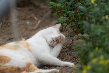 毛繕いする猫　　茶白猫