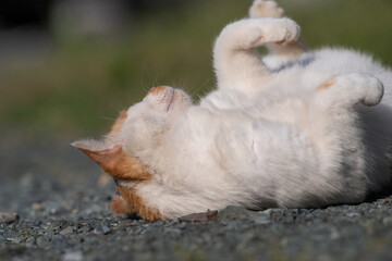 ごろーん　　　茶白猫