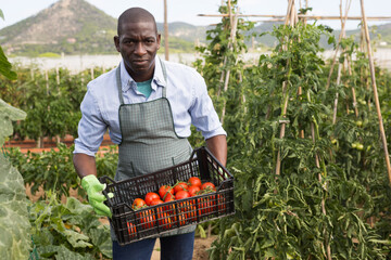 Joyful african-american man harvesting tomatoes in a box