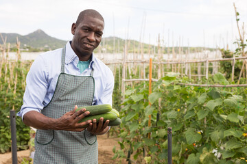 Young man gardener picking harvest of fresh cucumbers