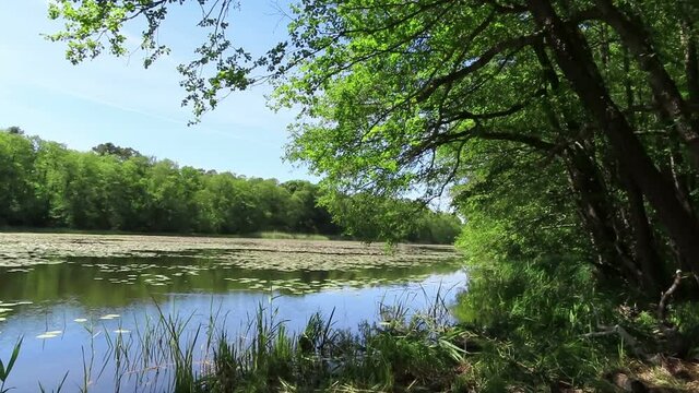 Summer time on lake with alder trees and water lily flowers. located at Havelland in Germany.