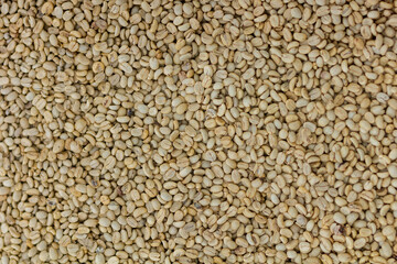 parchment coffee beans in drying patio roasting price