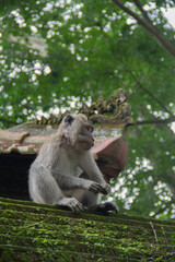 Monkey sitting on the roof in Sacred Monkey Forest in Ubud, Bali, Indonesia. August ‎6, ‎2018