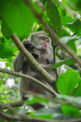 Monkey on the tree in Sacred Monkey Forest in Ubud, Bali, Indonesia. August ‎6, ‎2018