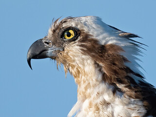 Close-up Portrait of Osprey