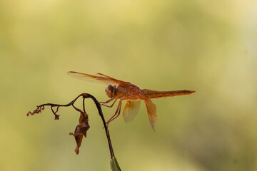 Libélula con Fondo verde