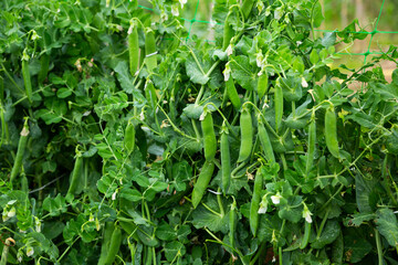 Seedlings of pea and soy  growing  in  garden outdoor