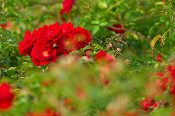 The name of these roses is 