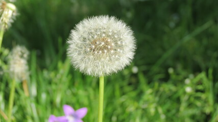 Pusteblume