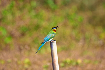 Blue-tailed Bee-eater
