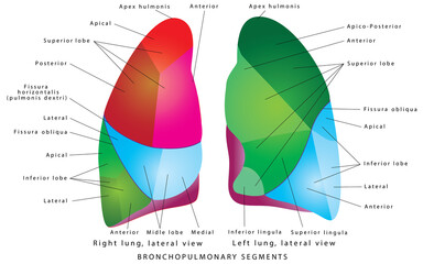 The Segments of lung. The Segments of lung - Bronchopulmonary segments. Bronchopulmonary Segments of the Lungs, Lung Segments, Tertiary Bronchi. A bronchopulmonary segment is a portion of lung supplie