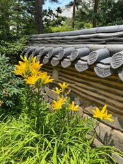 yellow flower along old wall