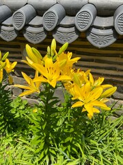 yellow flower in the garden