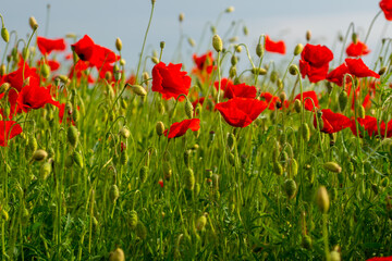 red poppy flowers on the green plain on a beautiful summer day