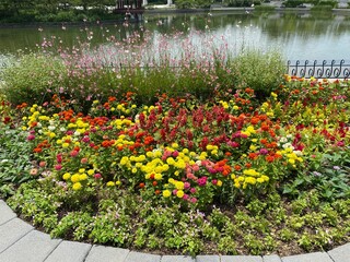 flowers in the garden