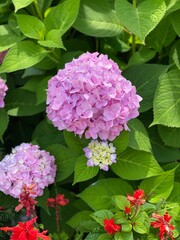pink hydrangea flowers