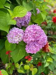 pink hydrangea flowers