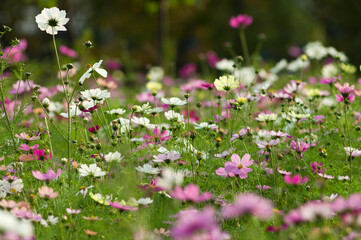 This is the Cosmos Garden.