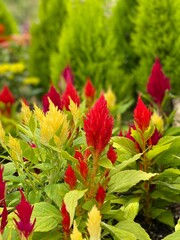 red and yellow flowers
