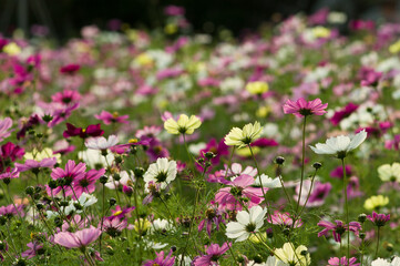 This is the Cosmos Garden.