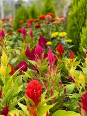 red flowers in garden