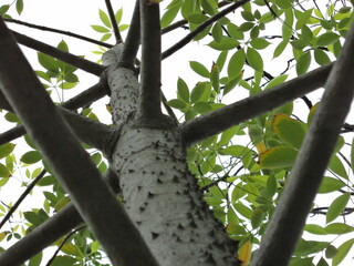 A tree trunk.