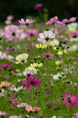 Fototapeta premium This is the Cosmos Garden.