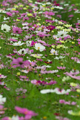 This is the Cosmos Garden.