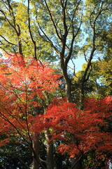 都心を彩る秋の紅葉