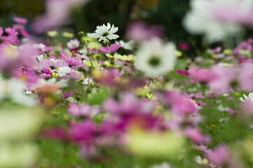 This is the Cosmos Garden.
