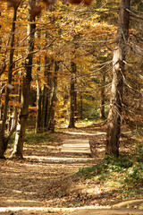 Path through a beech forest, Bieszczady Mountains