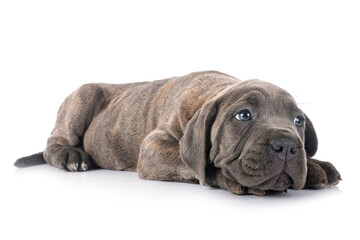 puppy cane corso
