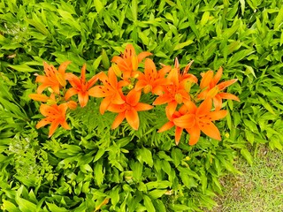 orange flowers in the garden