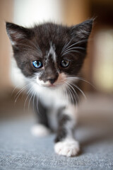 A little black and white kitten plays on the table.
