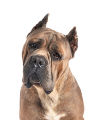 adult cane corso
