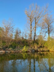 trees on the river