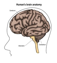 Human's brain anatomy