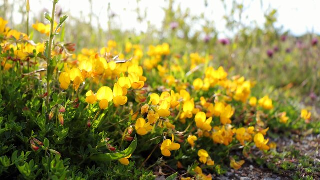 close up of wild yellow Irish flowers growing on the forest floor