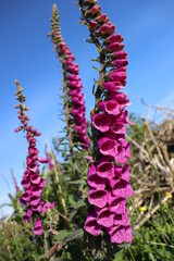 very tall foxglove plant blossoming in bright purple, blue sky in the background, Irish landscape...
