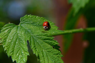 Marienkäfer (Coccinellidae)