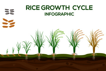 Rice growing cycle vector illustration in flat design. Planting process of the rice plant. Maize growth from grain to flowering and fruit-bearing plant isolated on white background.