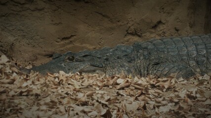 crocodile in the zoo