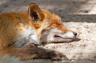 Close up of a Red fox sleeping