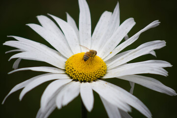 bee on daisy