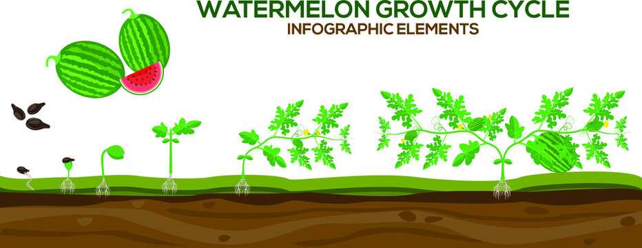Watermelon growing cycle vector illustration in flat design. Planting process of Watermelon plant. Watermelon growth from grain to flowering and fruit-bearing plant isolated on white background.
