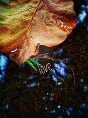 autumn leaves on the water with ants lover