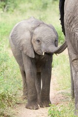 Fototapeta na wymiar African baby elephant