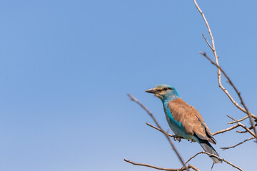 European Roller or Coracias Garrulus bird portrait