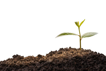 Green plant, germinating seedling sprout growing from soil isolated on white background.