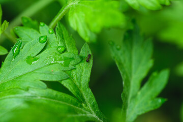 Obraz premium 葉の上のしずく